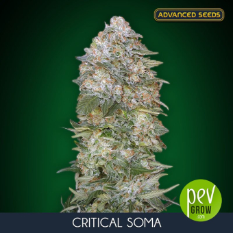 Critical Soma Advanced Seeds