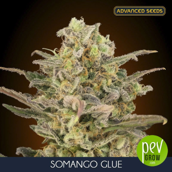 Somango Glue Advanced Seeds