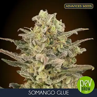 Somango Glue Feminizētas...