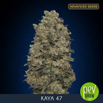 Kaya 47 Advanced Seeds