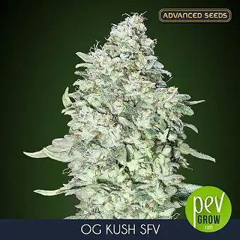 OG Kush SFV Feminizētas...