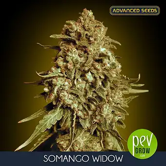 Somango Widow Advanced Seeds