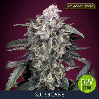 Slurricane Advanced Seeds