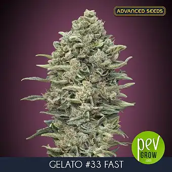 Gelato 33 Fast Advanced Seeds