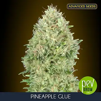 Pineapple Glue від Advanced...