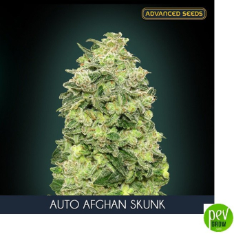 Auto Afghan Skunk Advanced Seeds