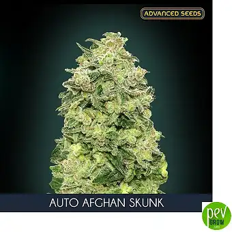 Auto Afghan Skunk Advanced...
