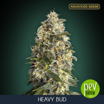 Heavy Bud Advanced Seeds