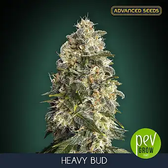 Жіночі насіння Heavy Bud...