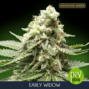 Early Widow Advanced Seeds