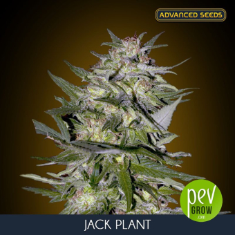 Jack Plant Advanced Seeds