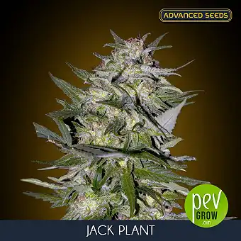 Jack Plant Advanced Seeds