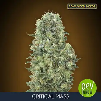 Critical Mass feminisierte...