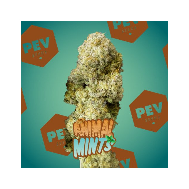 Animal Mints - PEV Seeds