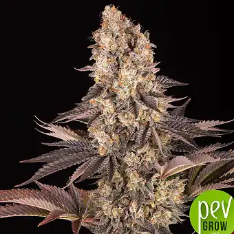 Gelato #45 Feminizatutako...