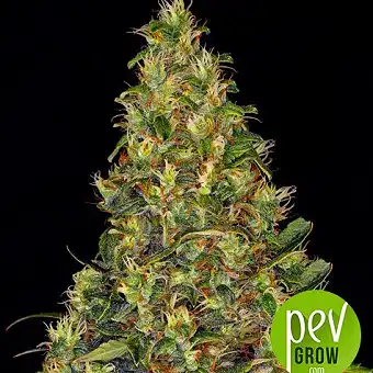 Amnesia Haze Auto no...