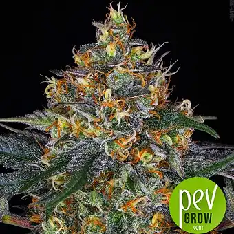 Moby Dick Auto da Barneys...