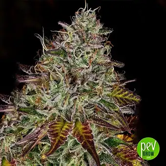 Apricot Candy Feminized Frø...