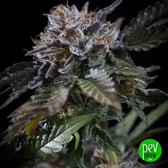 Semințe Feminizate White...