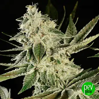 Glowstarz Feminizate...