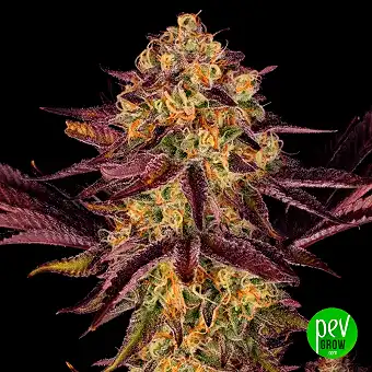 Llavors Feminines Tangerine...