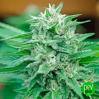 Moby Delicious – Llavors...