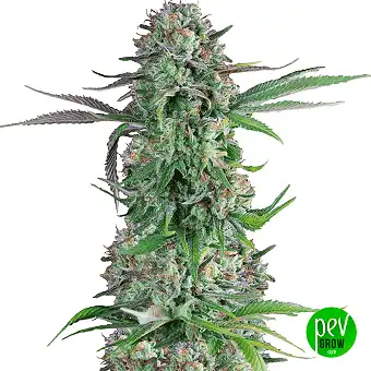 Cream Brulee Feminizatua...