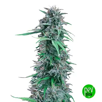 Amerikan Pie Feminized...