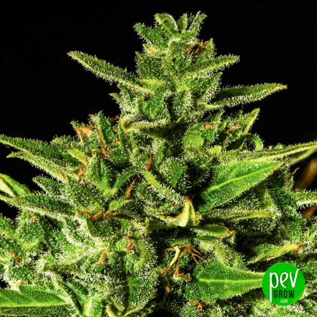 Dr Hypno CBD Auto