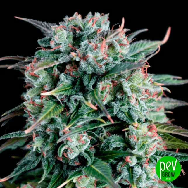 Cream Brûlée Auto Acheter des graines autofloraison Hypno sur PEV