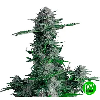 Crystal Ball Auto Samen –...