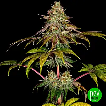 Wedding Cake Feminized...