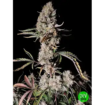 Gorilla Zkittlez Auto -...