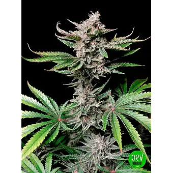 Cherry Cola Auto - 420 Fast...