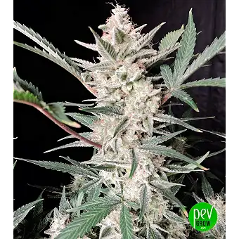 Strawberry Gorilla Auto -...