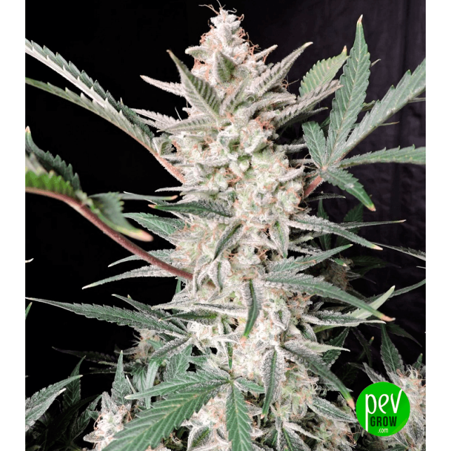 Strawberry Gorilla Auto Buy Fastbuds Seeds at Pevgrow