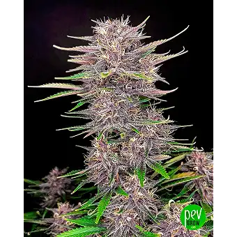 Banana Purple Punch Auto -...