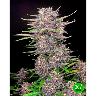 Banana Purple Punch Auto - Fastbuds