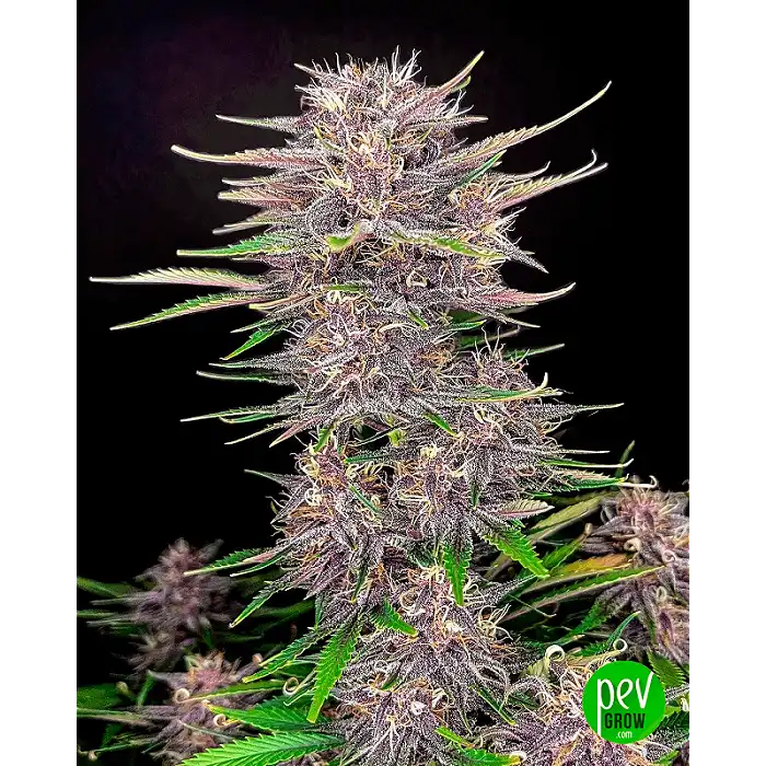 LSD Autoflower Cannabis samen - Pevgrow