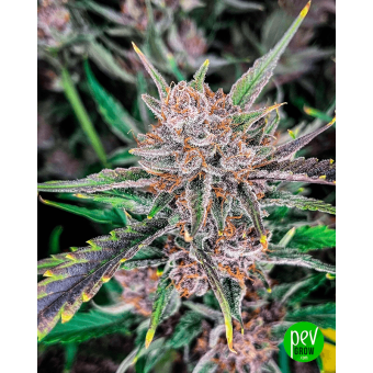 Gorilla Punch Auto - Fastbuds