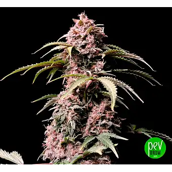 Amnesia Zkittlez Auto -...