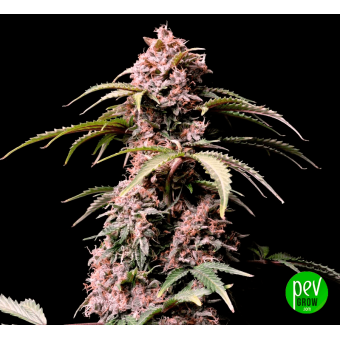Amnesia Zkittlez Auto - Fastbuds
