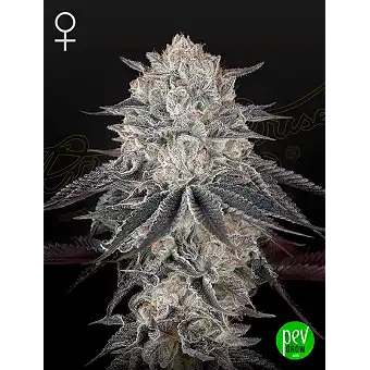 Насіння Фулгас фемінізоване...