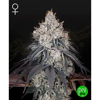 Lemon Orange Feminiserade...