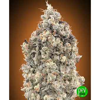 Auto Watermelon OG от...