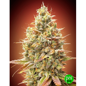 Auto Strawberry Banana