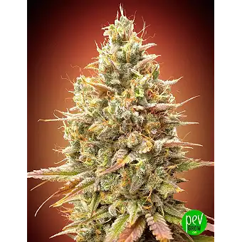 Auto Strawberry Banana...