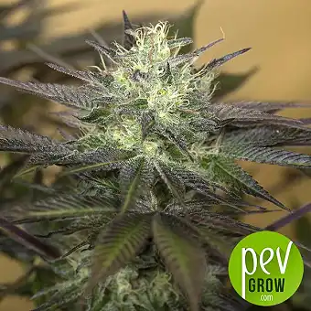 Sapphire OG – Llavors...