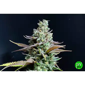 Hellfire OG Feminized Seeds...