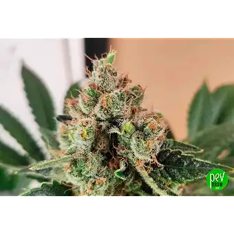 Break-up Cake Feminized...